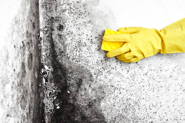 Best Industrial Mold Remediation in St Clairsville, OH