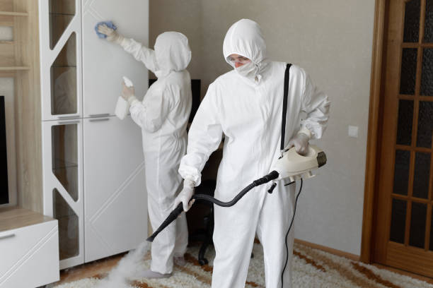 Best Residential Mold Remediation in St Clairsville, OH