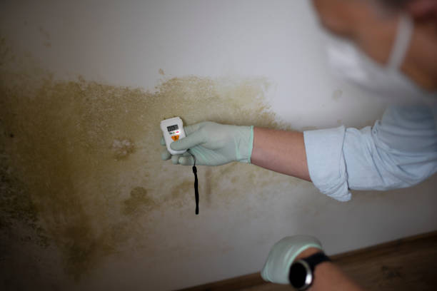 Best Mold Remediation for Schools in St Clairsville, OH