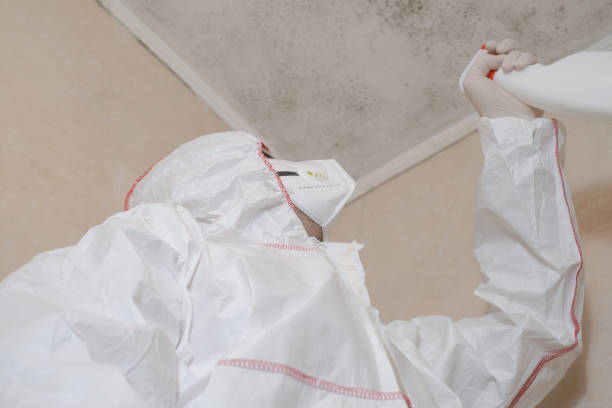 Best White Mold Remediation in St Clairsville, OH