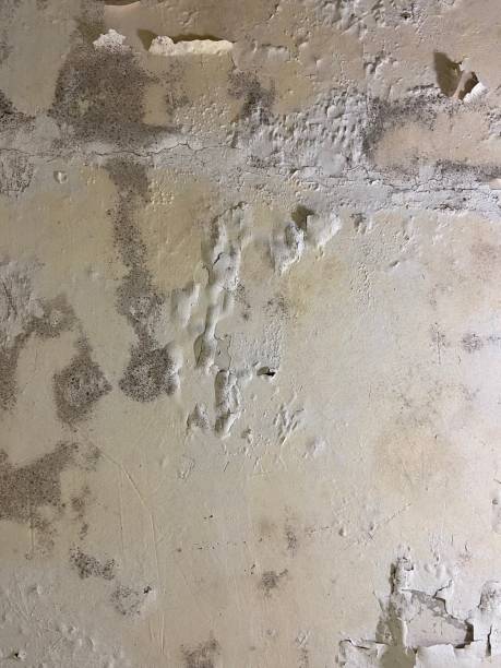 Best Commercial Mold Remediation in St Clairsville, OH