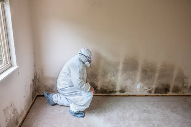 Best Crawl Space Mold Remediation in St Clairsville, OH