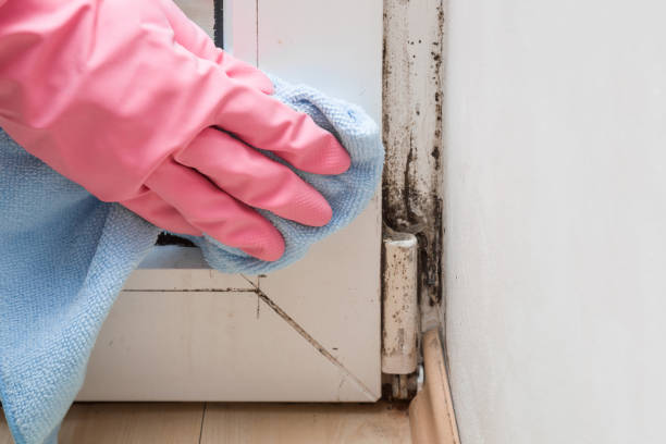 Best Localized Mold Remediation (e.g., coastal areas, humid climates) in St Clairsville, OH