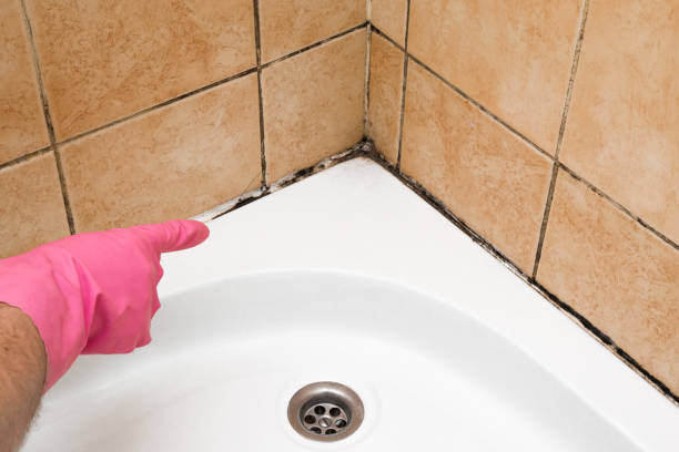 Trusted St Clairsville, OH Mold Remediation Experts